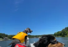 Four Paws on Deck Elko and friend